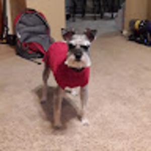 Meet your Posher, Deb caley